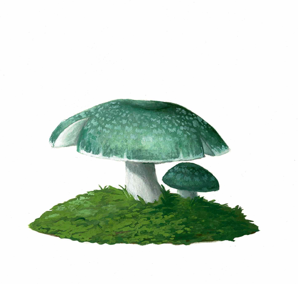 Split Green Mushroom